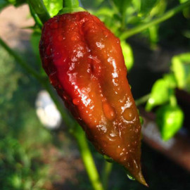 Bhut Jolokia Brown (chocolate)